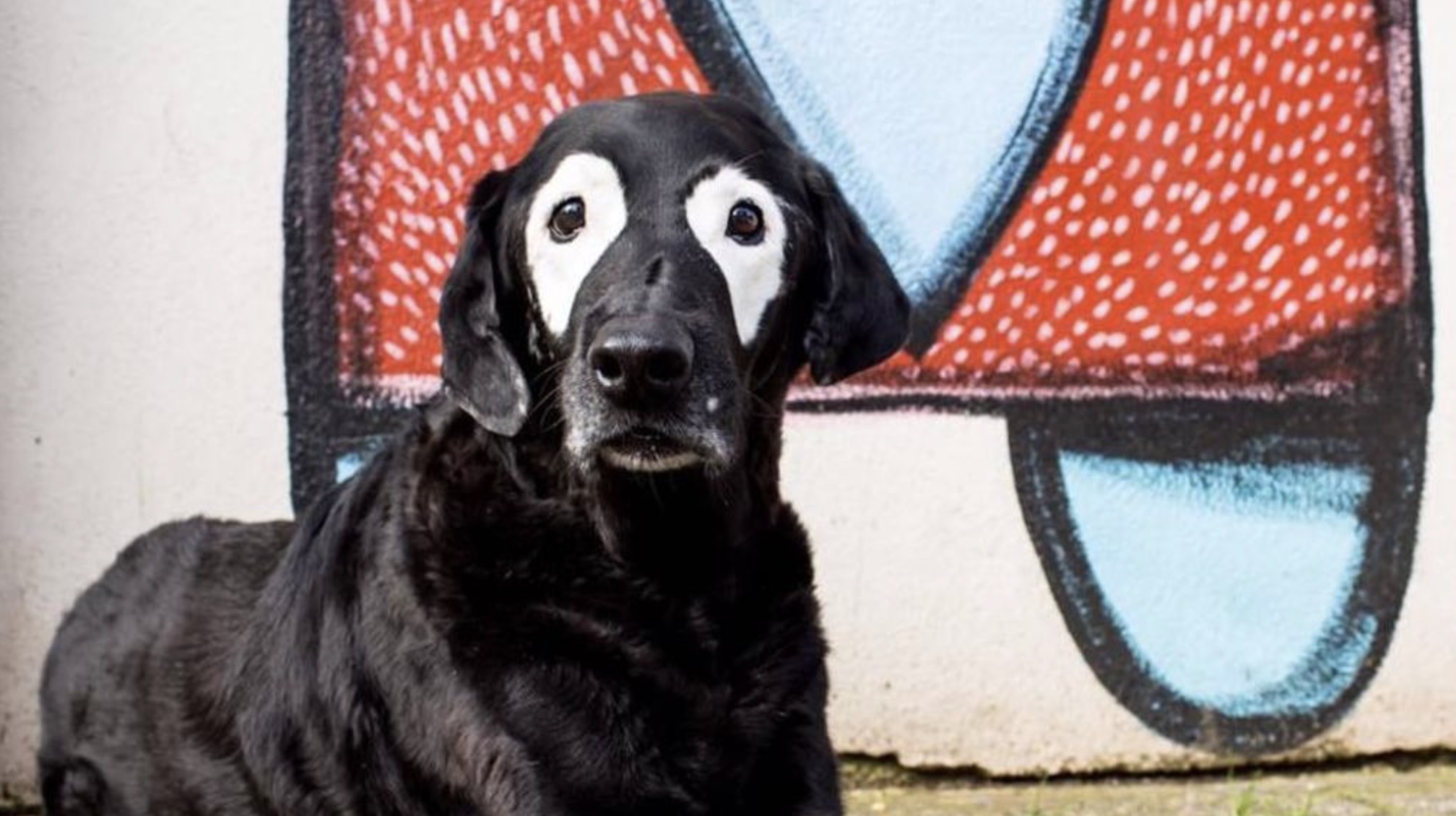 25 Animals with Vitiligo that Look Like Juggalos