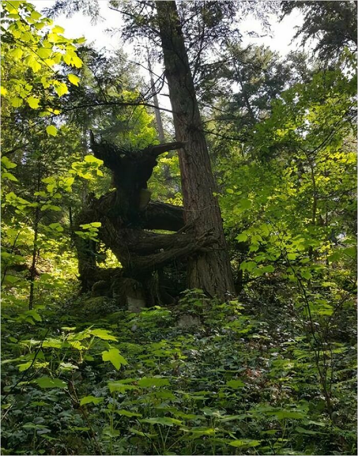 Don't look now, but the guardian of the forest is watching you.