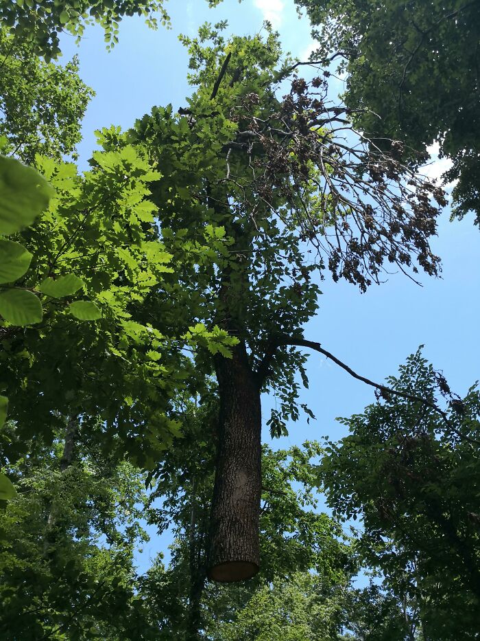 This looks like a tree in minecraft when you start mining from the bottom.