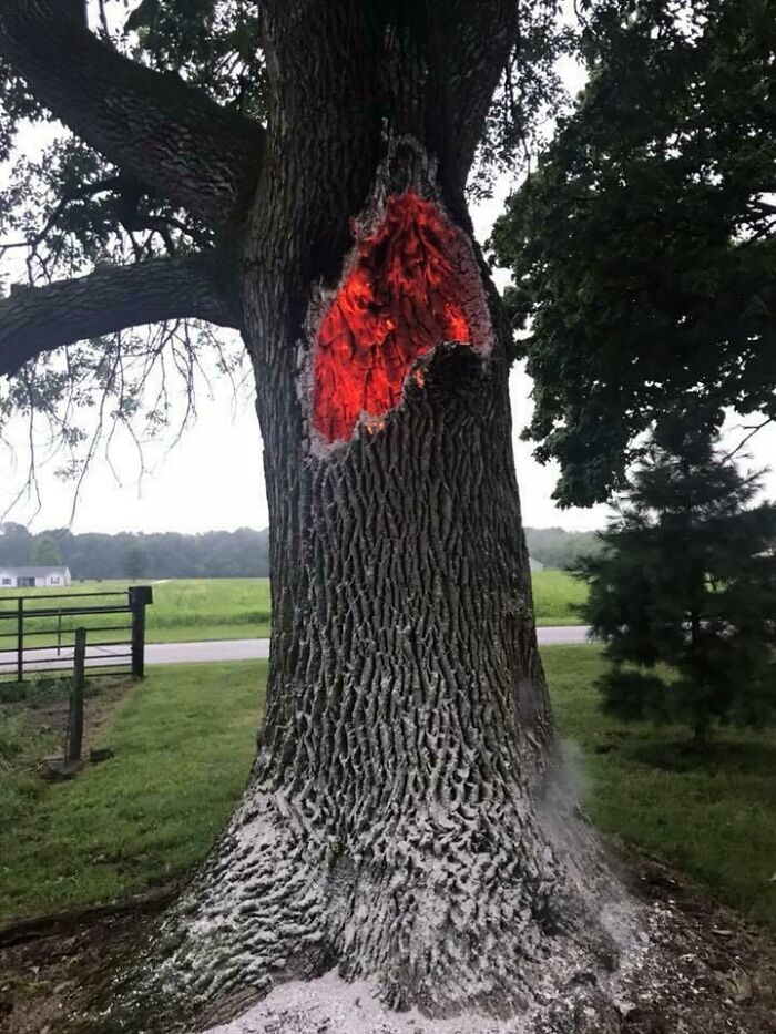 This tree looks like it has an inner demon after being struck by lightning.