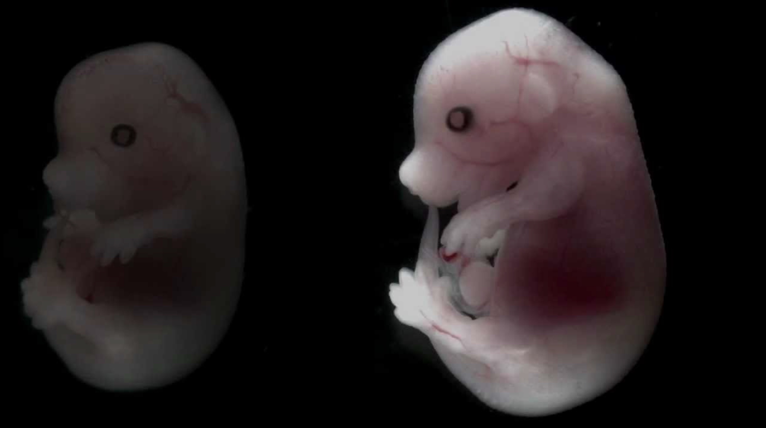 32 Animal Embryos That Look Like Baby Aliens