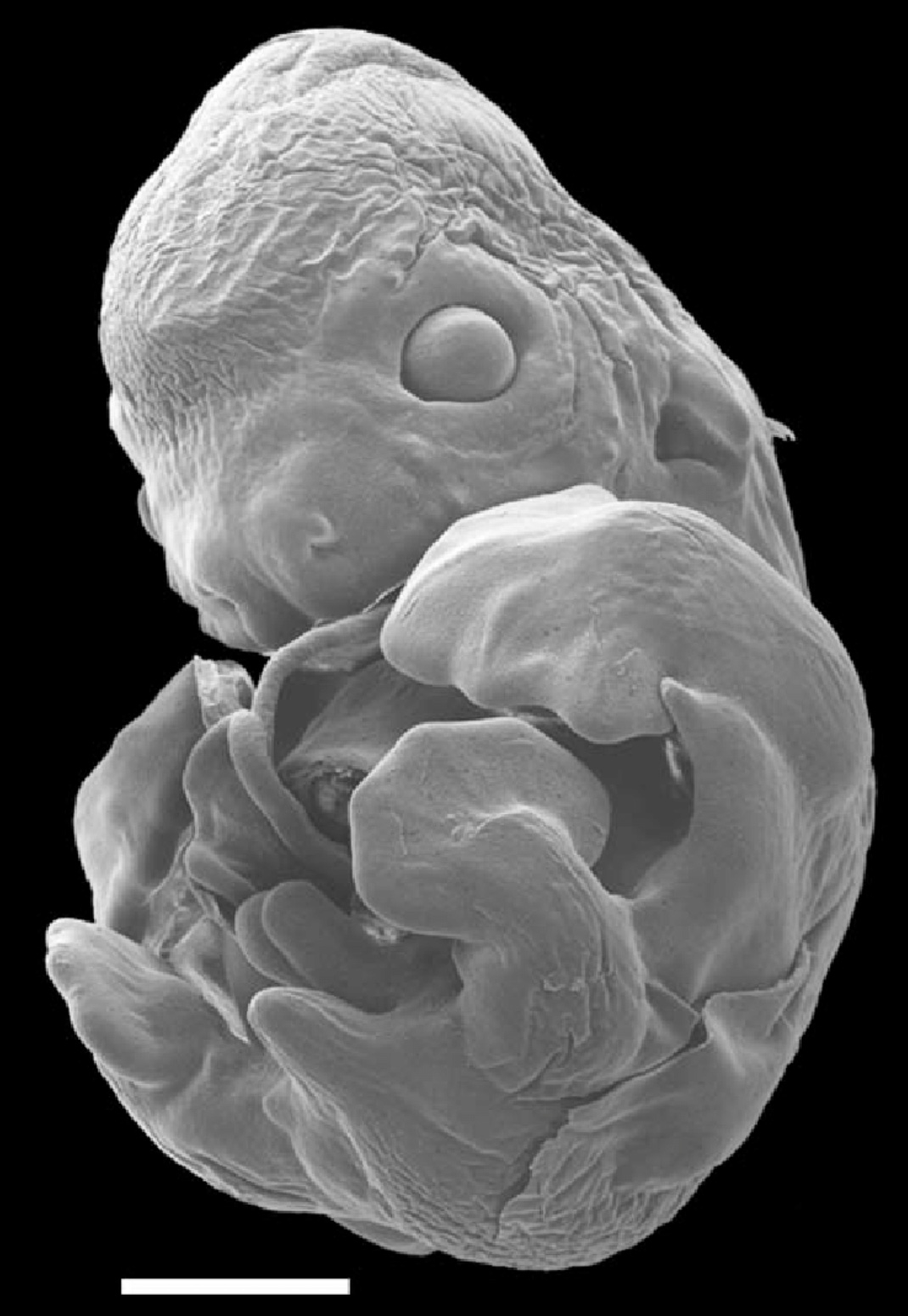 32 Animal Embryos That Look Like Baby Aliens