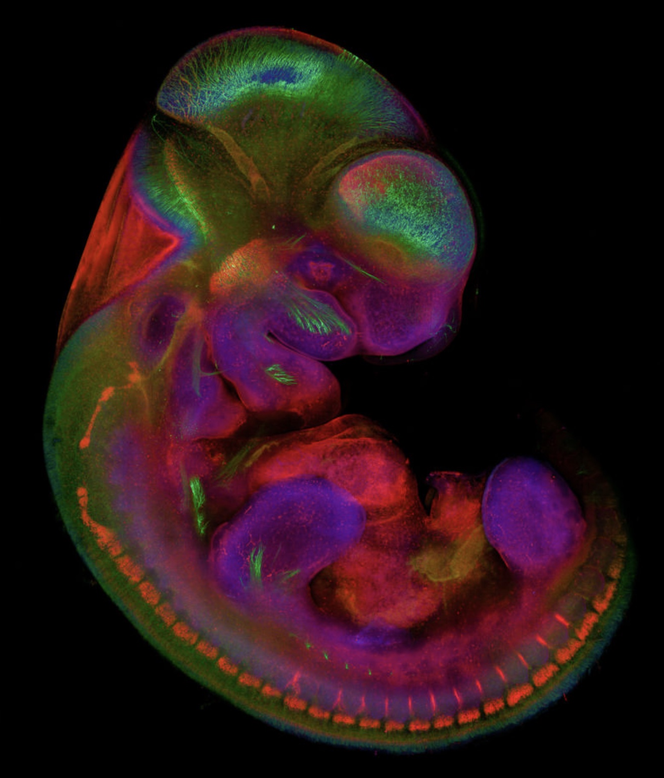 32 Animal Embryos That Look Like Baby Aliens