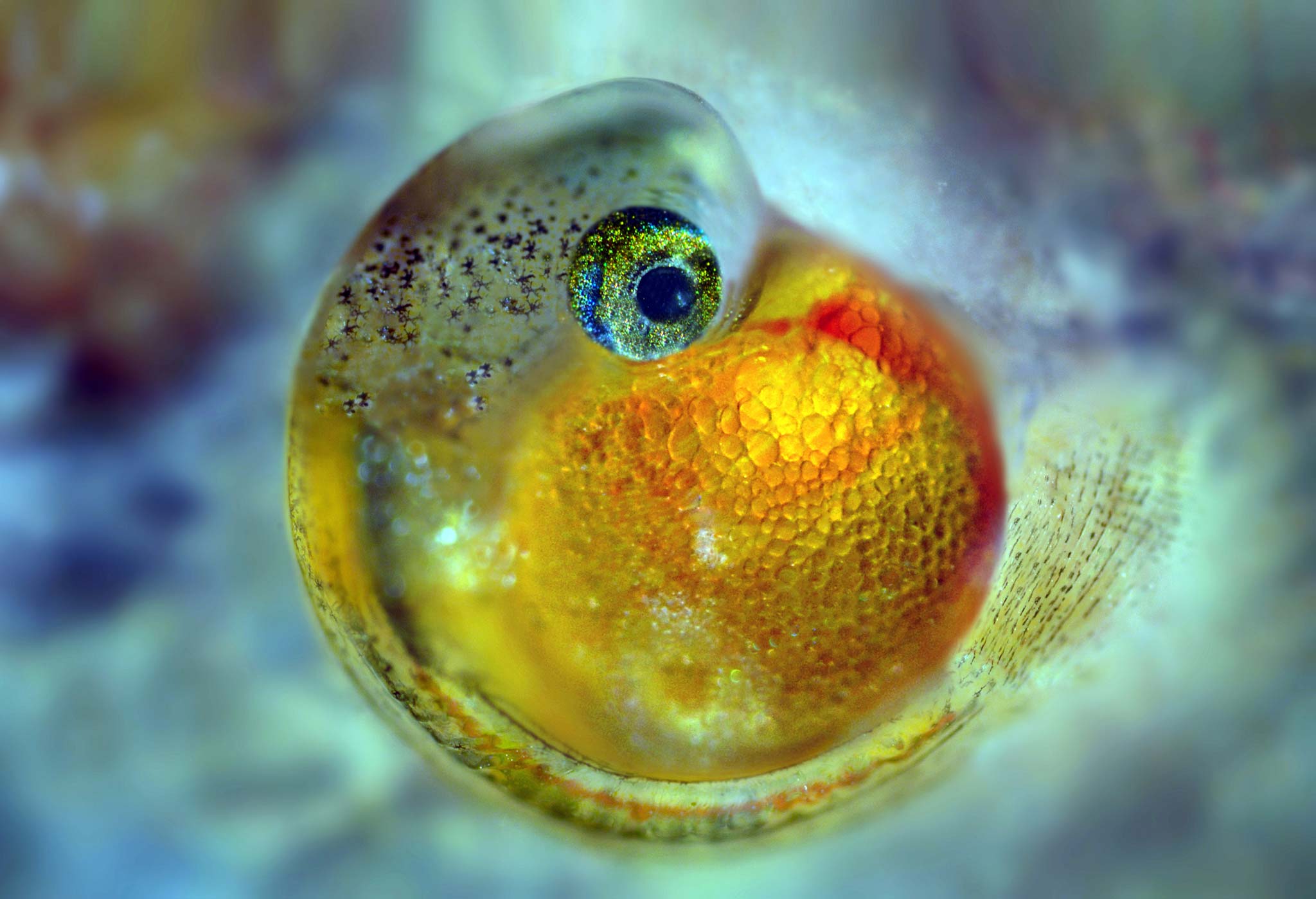 32 Animal Embryos That Look Like Baby Aliens