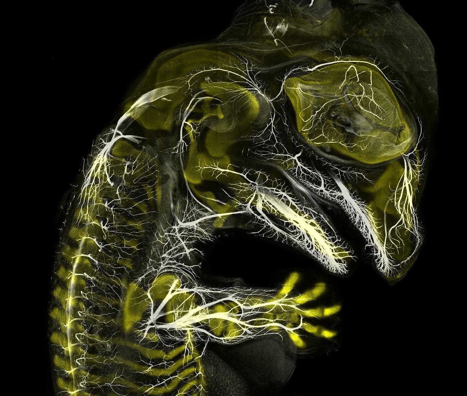 32 Animal Embryos That Look Like Baby Aliens