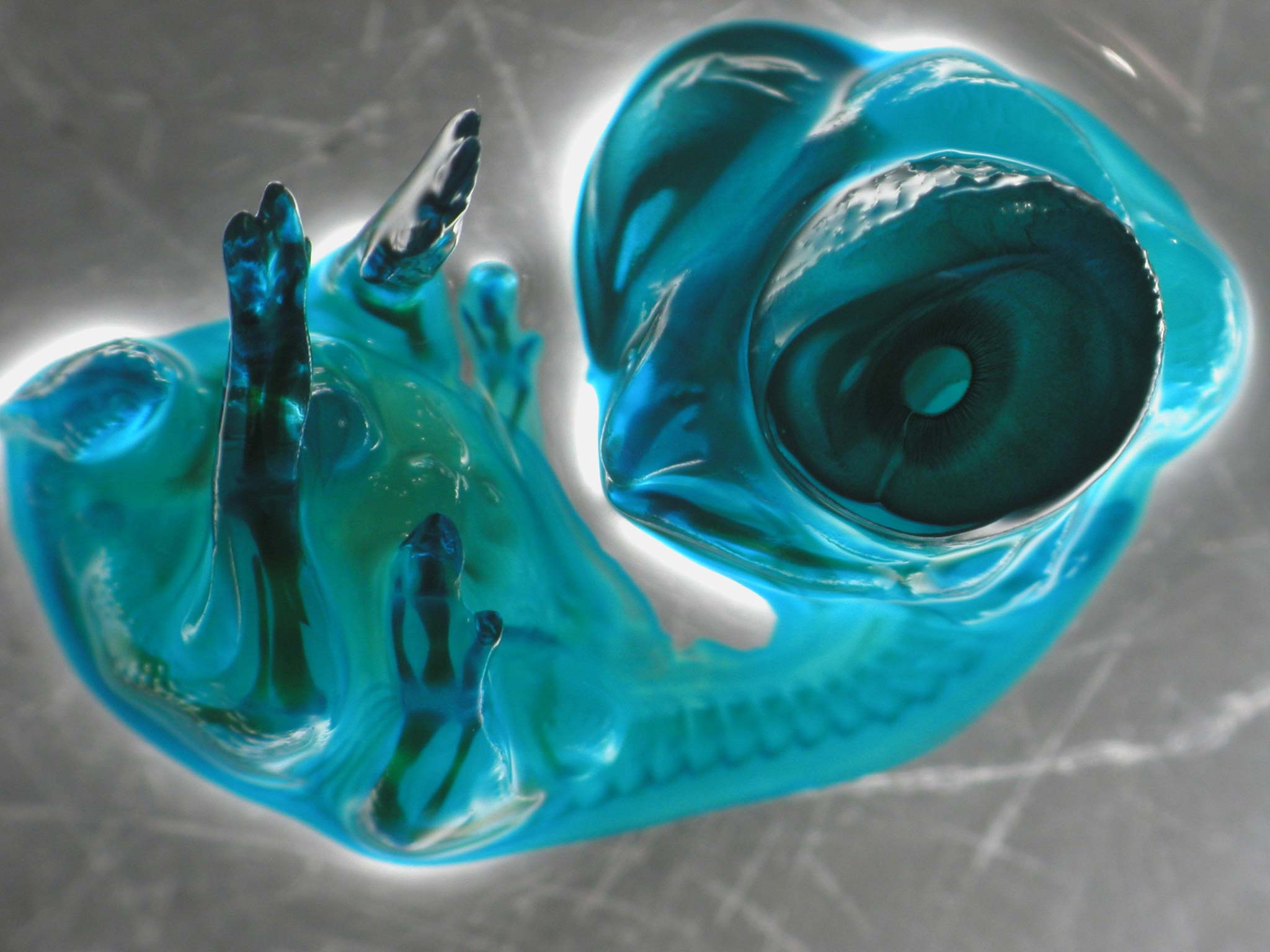 32 Animal Embryos That Look Like Baby Aliens