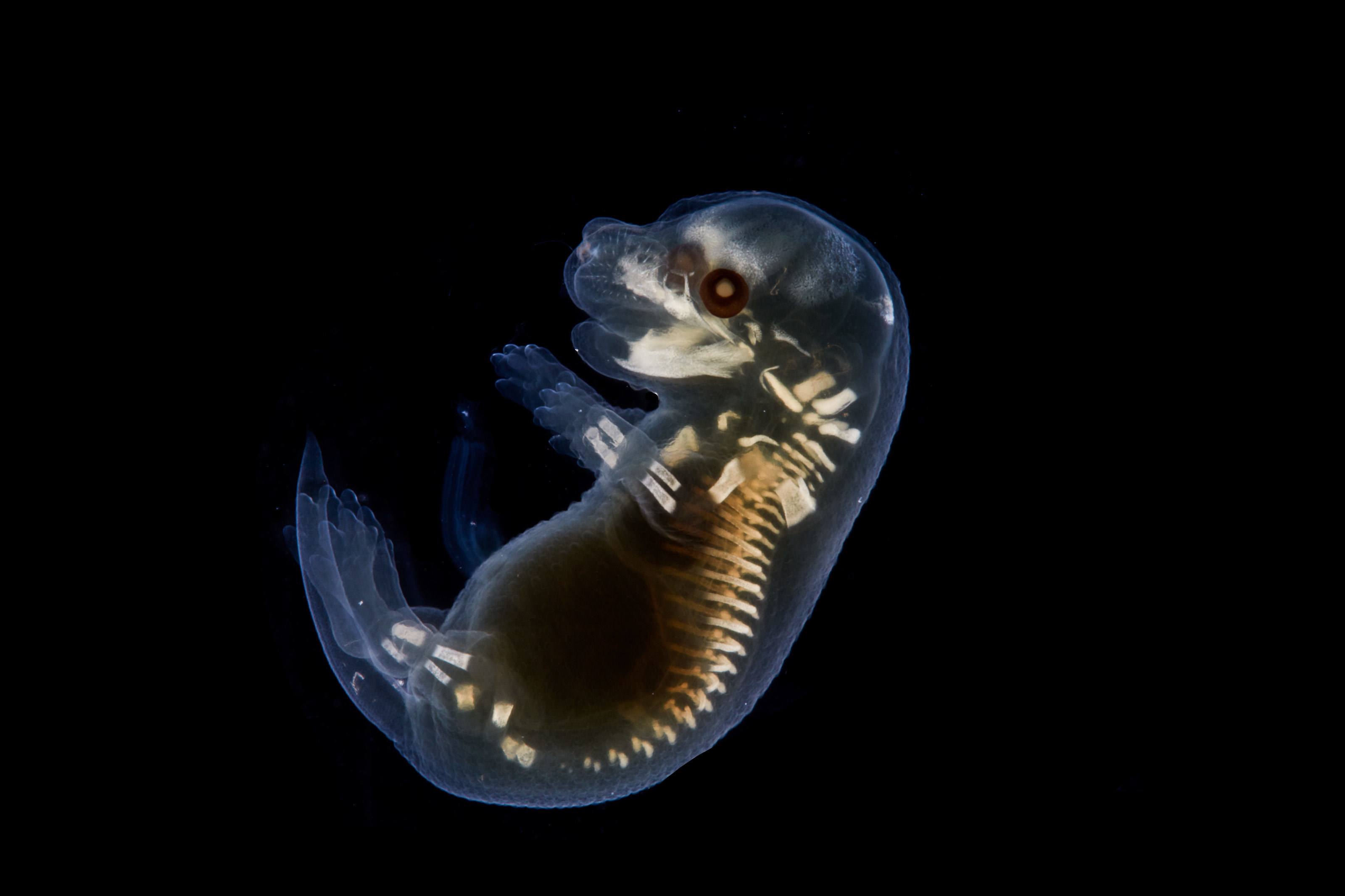 32 Animal Embryos That Look Like Baby Aliens