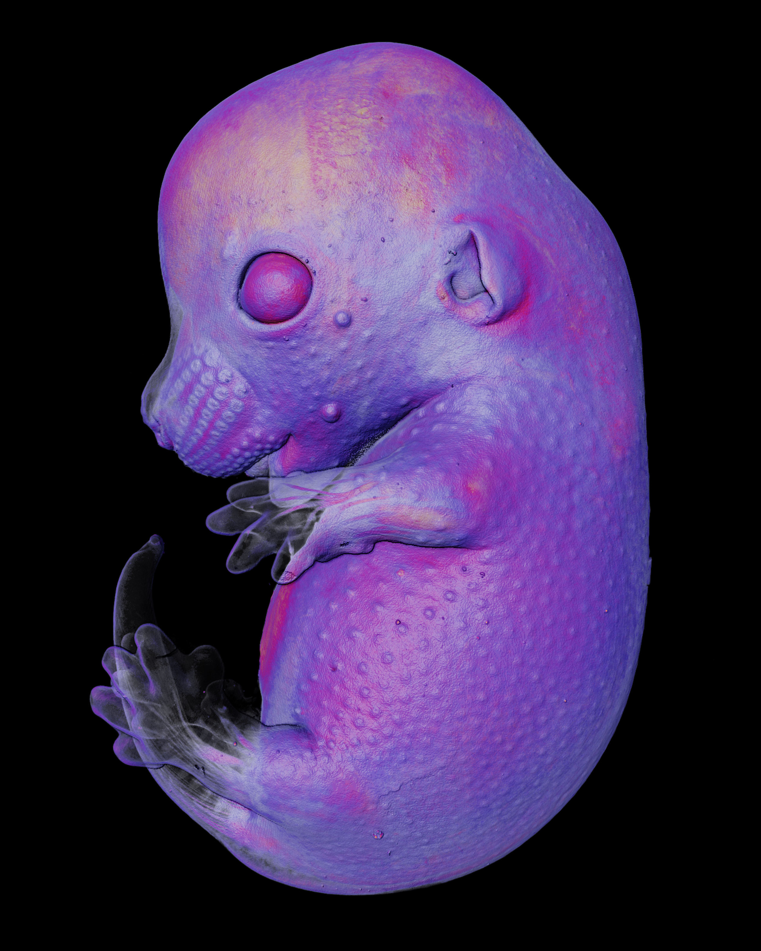 32 Animal Embryos That Look Like Baby Aliens