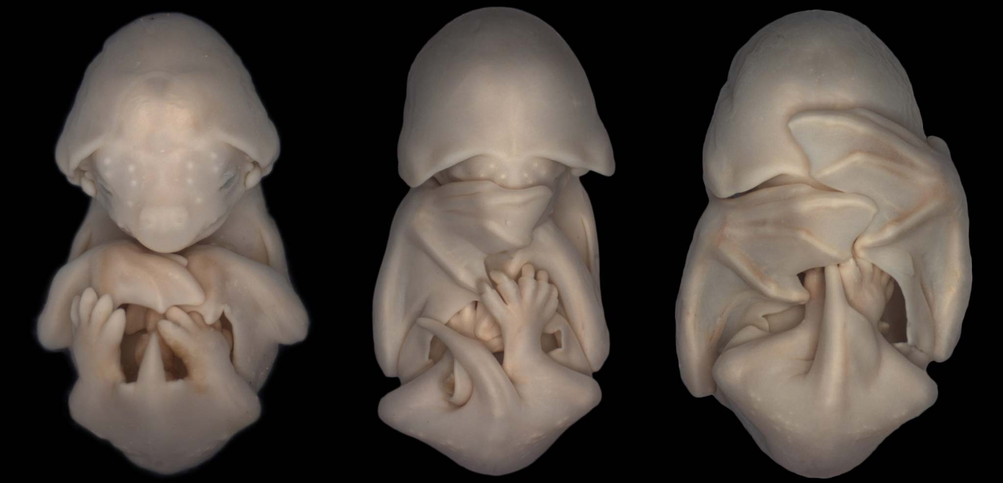 32 Animal Embryos That Look Like Baby Aliens