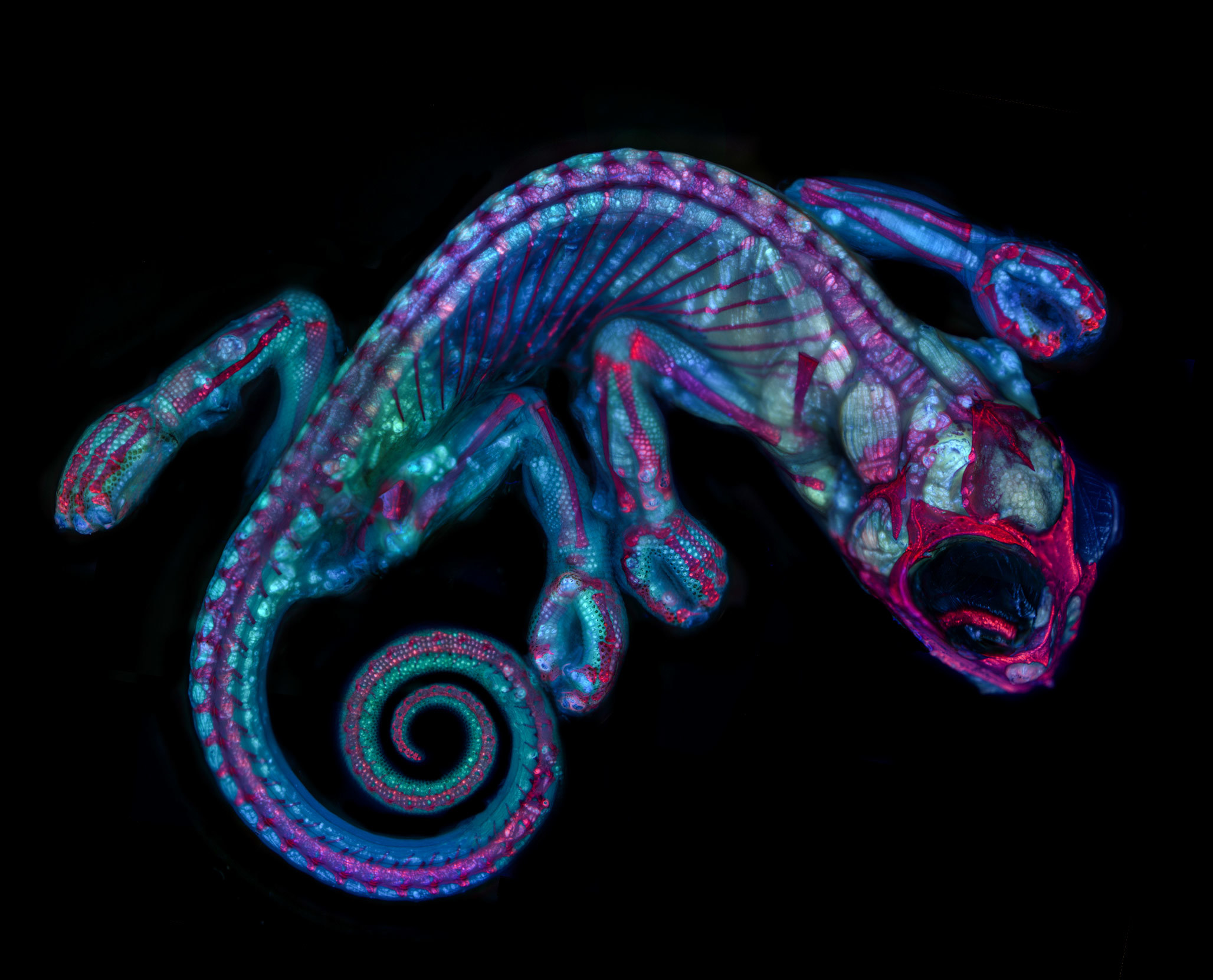 32 Animal Embryos That Look Like Baby Aliens