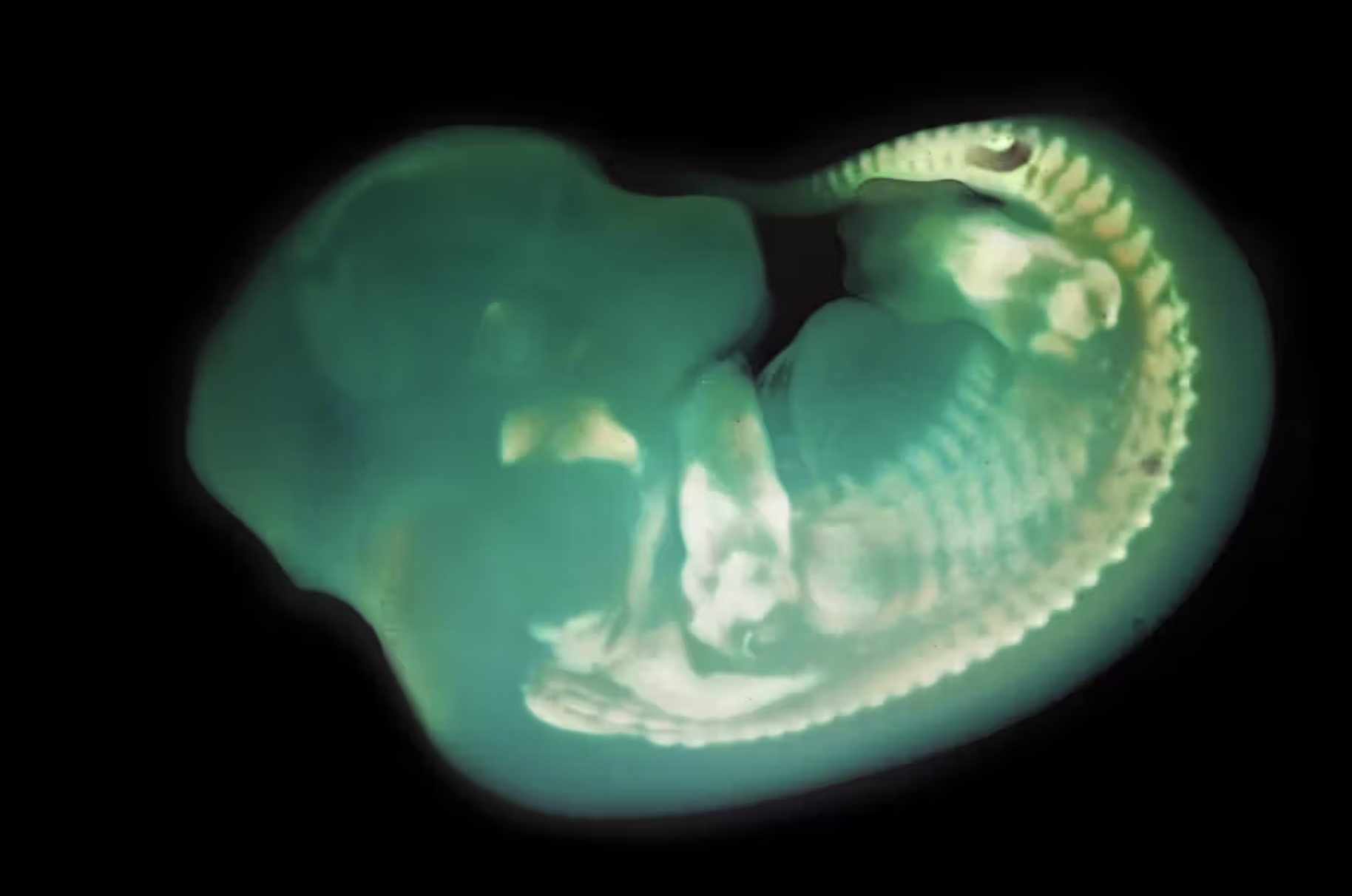 32 Animal Embryos That Look Like Baby Aliens