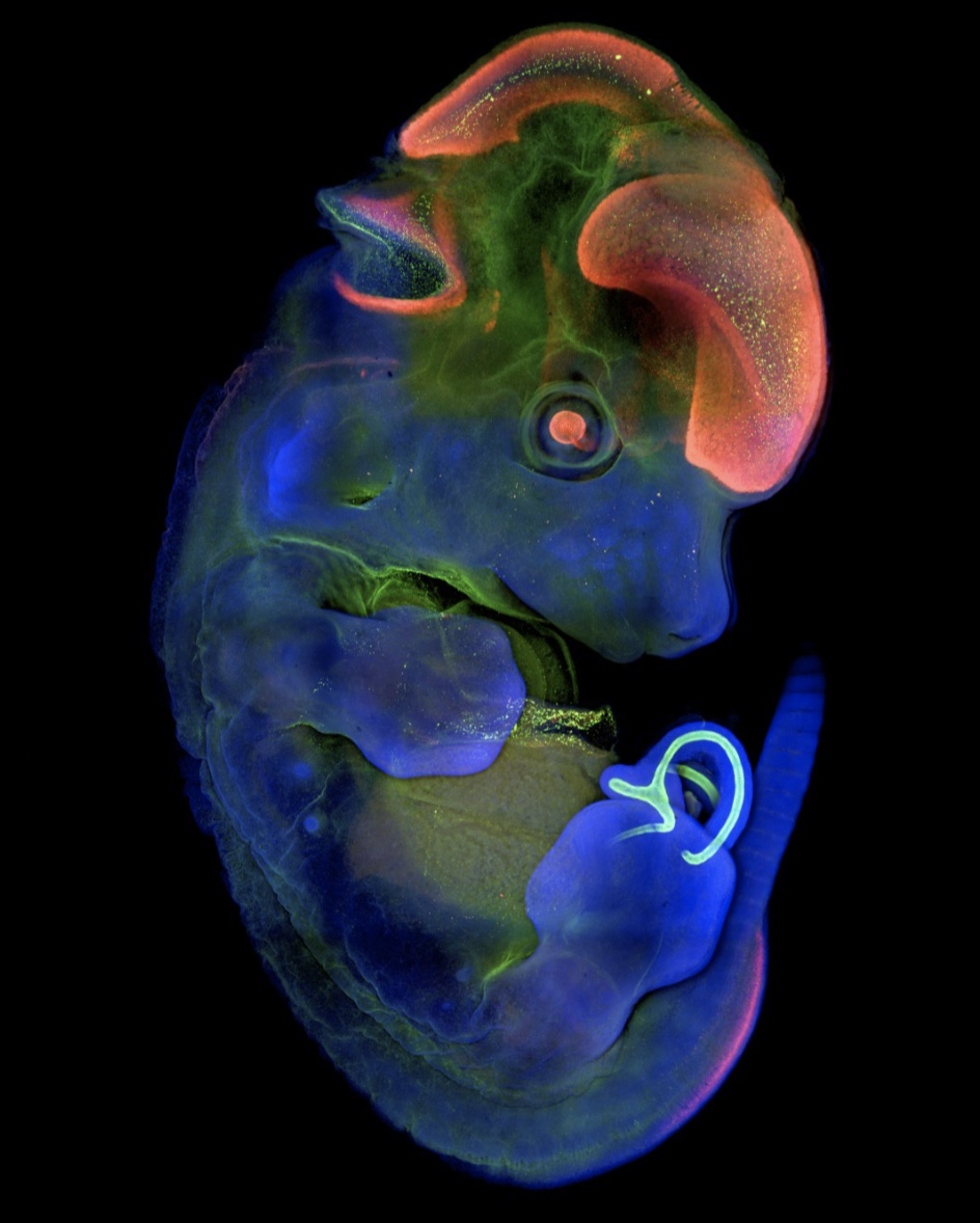 32 Animal Embryos That Look Like Baby Aliens