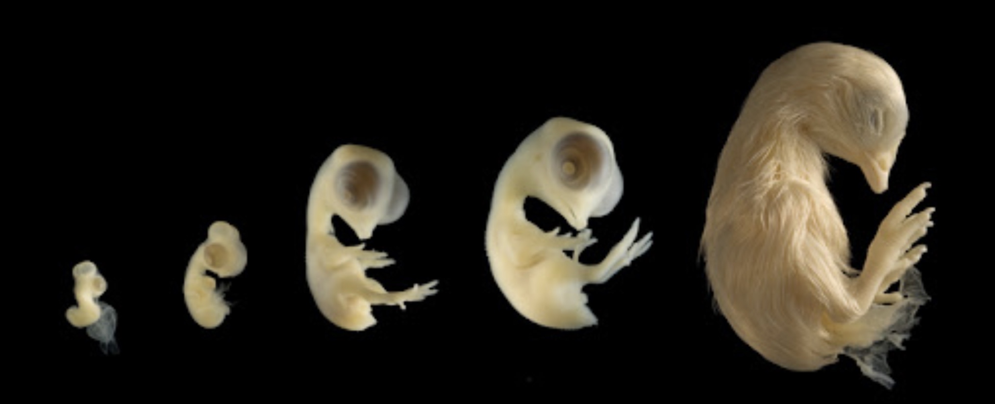 32 Animal Embryos That Look Like Baby Aliens