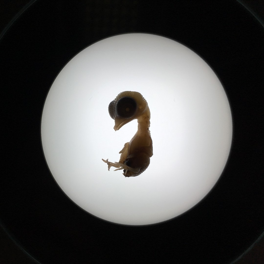 32 Animal Embryos That Look Like Baby Aliens