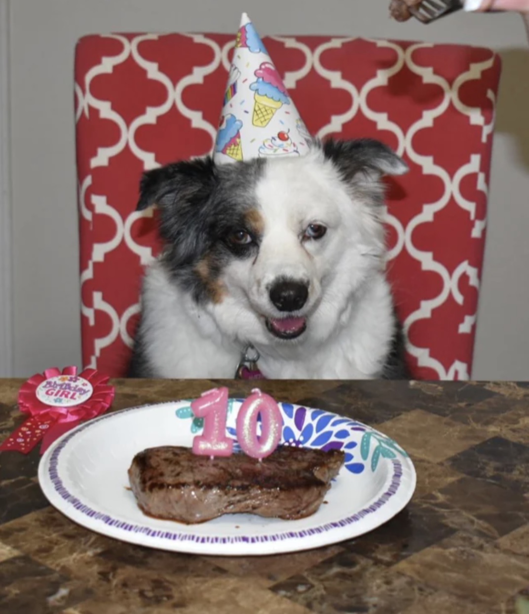 27 Dogs Who Can’t Believe It’s Their Birthday