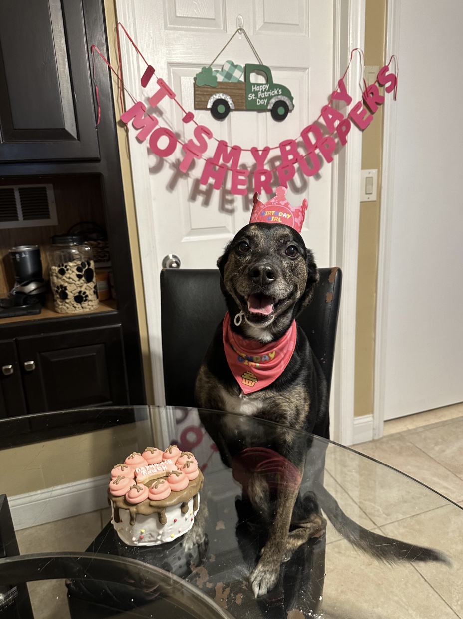 27 Dogs Who Can’t Believe It’s Their Birthday