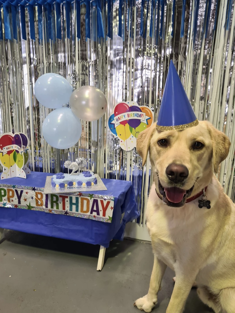 27 Dogs Who Can’t Believe It’s Their Birthday