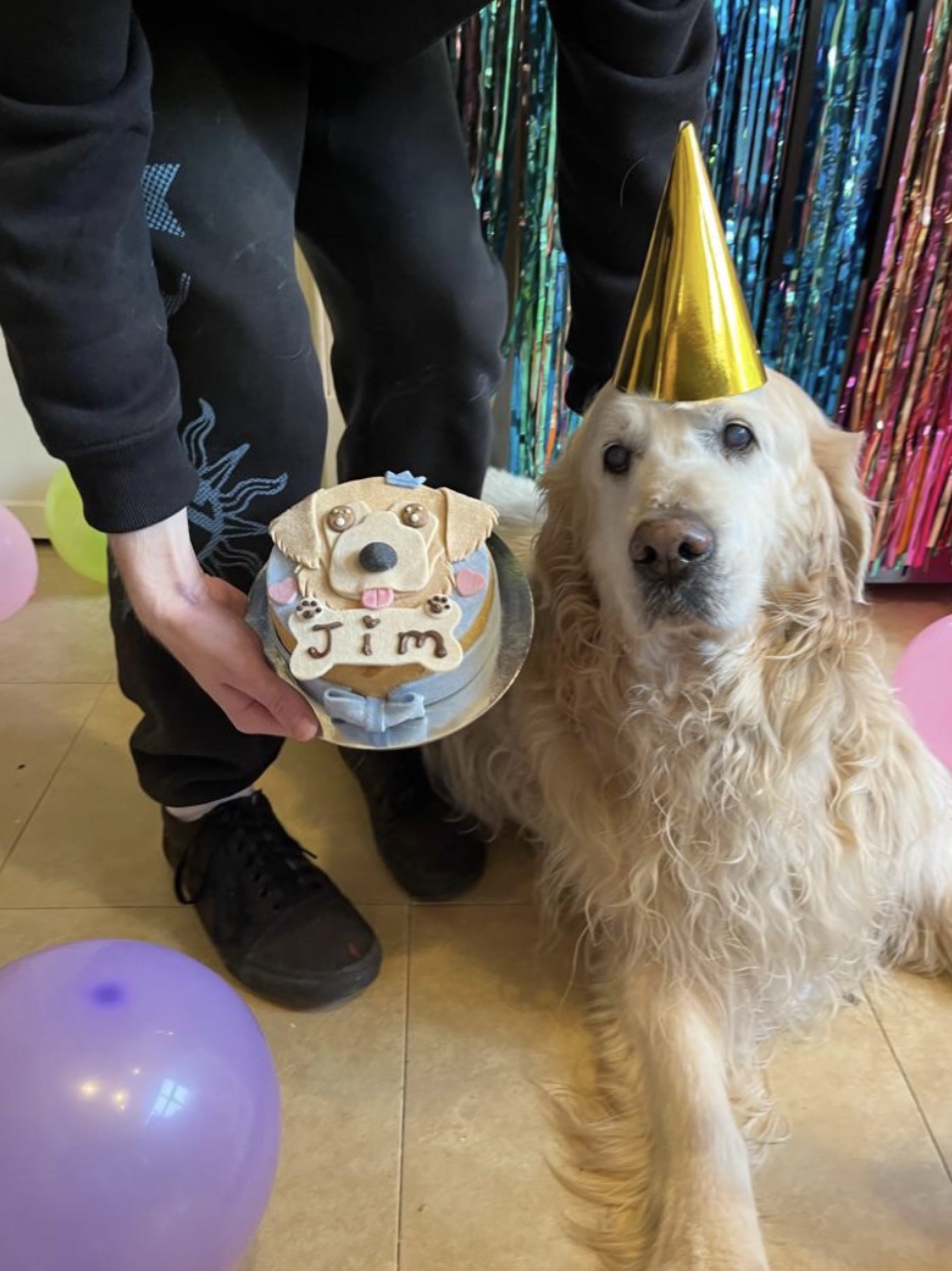 27 Dogs Who Can’t Believe It’s Their Birthday