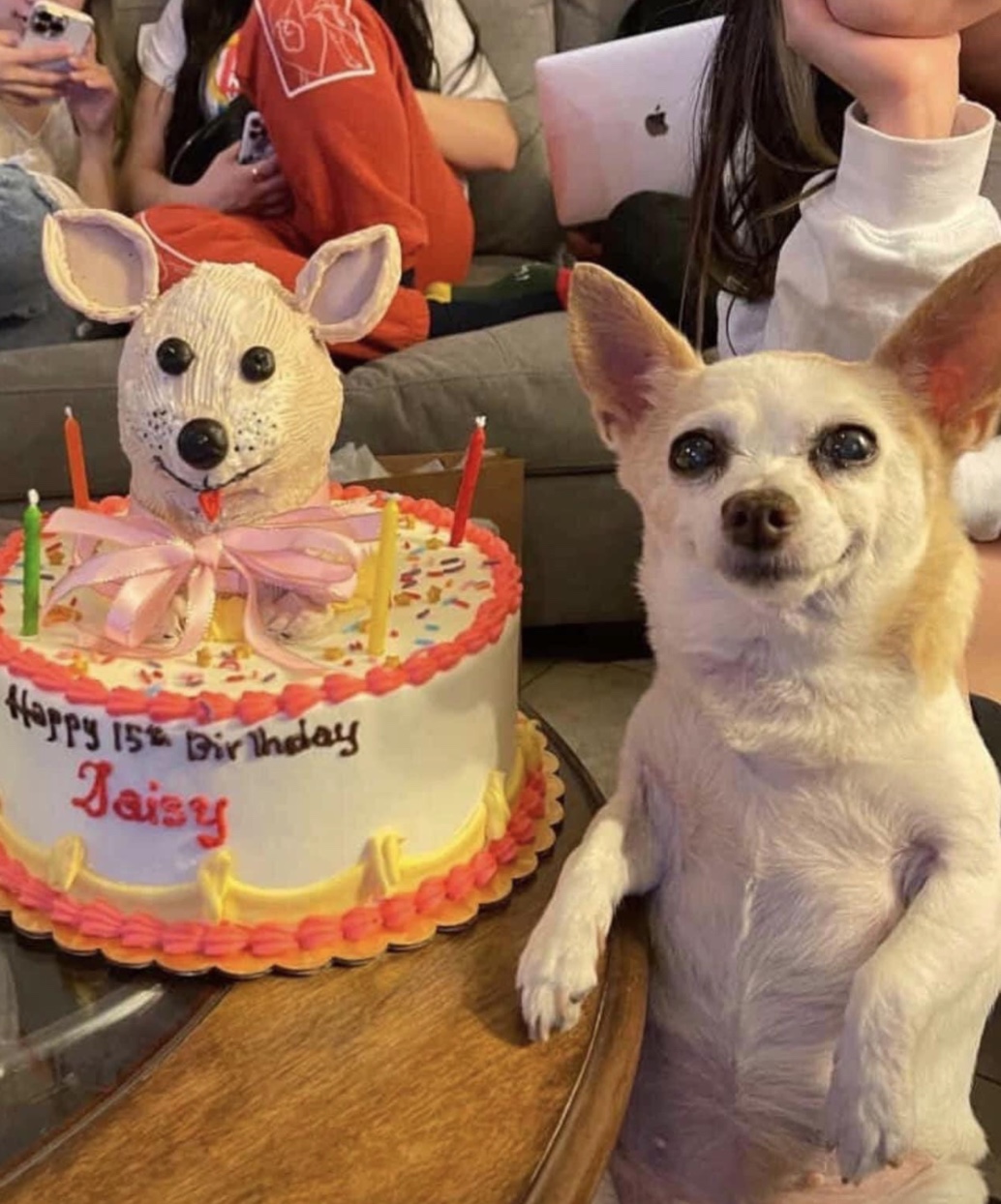 27 Dogs Who Can’t Believe It’s Their Birthday