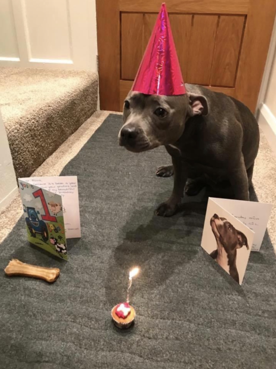 27 Dogs Who Can’t Believe It’s Their Birthday