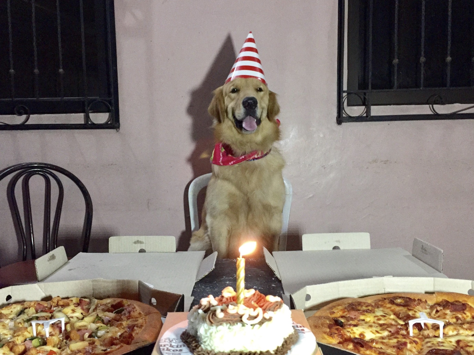 27 Dogs Who Can’t Believe It’s Their Birthday