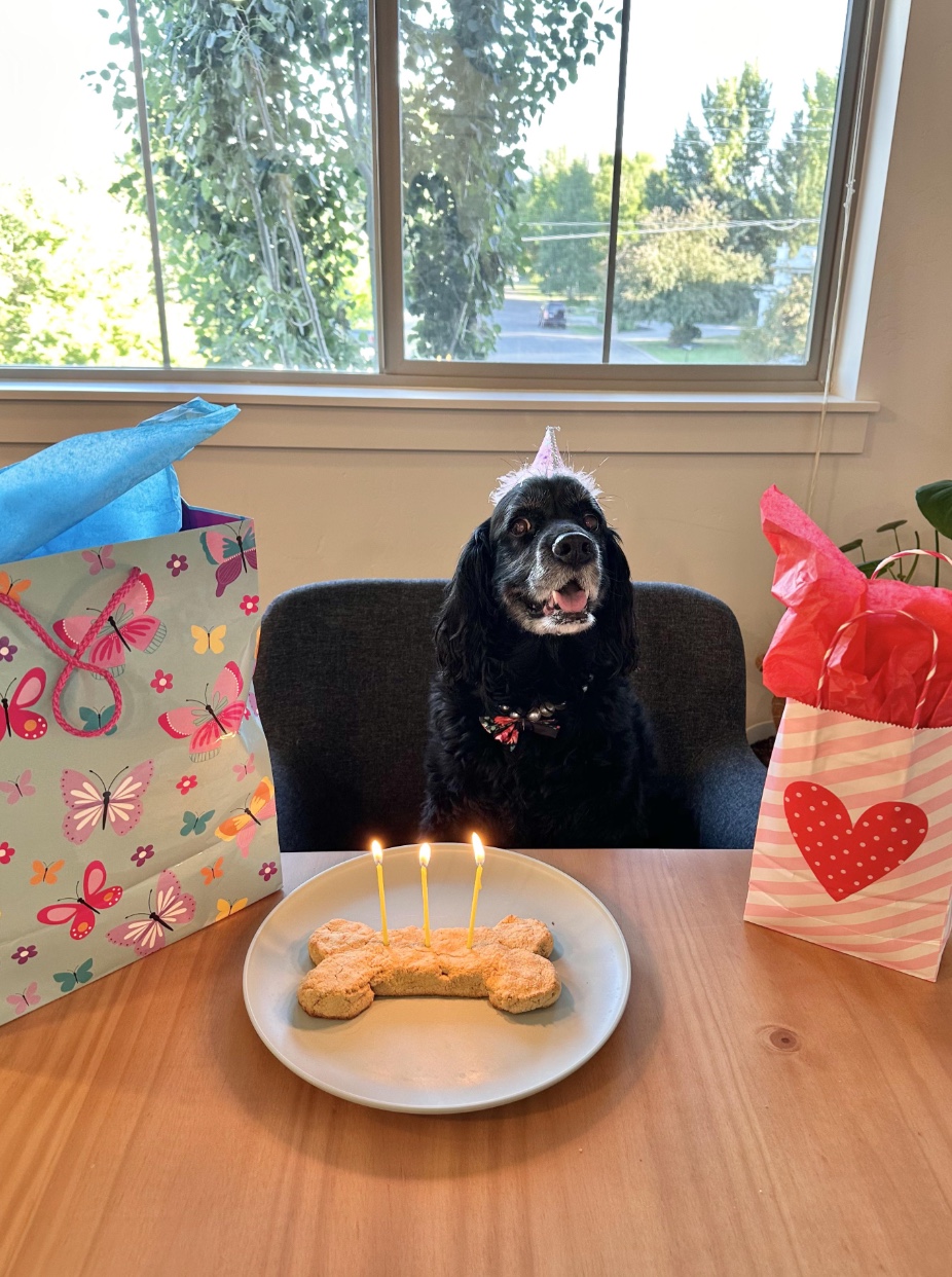 27 Dogs Who Can’t Believe It’s Their Birthday