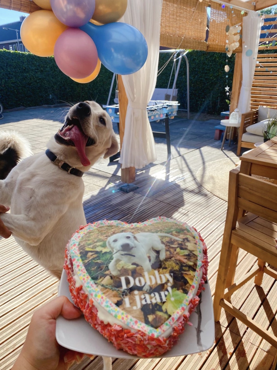 27 Dogs Who Can’t Believe It’s Their Birthday