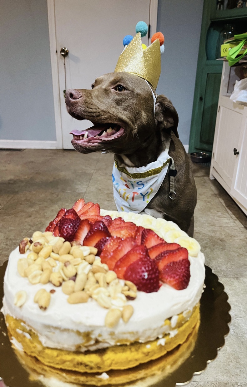 27 Dogs Who Can’t Believe It’s Their Birthday