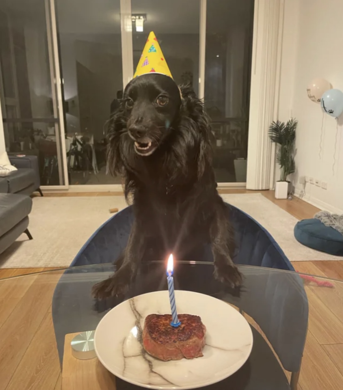 27 Dogs Who Can’t Believe It’s Their Birthday