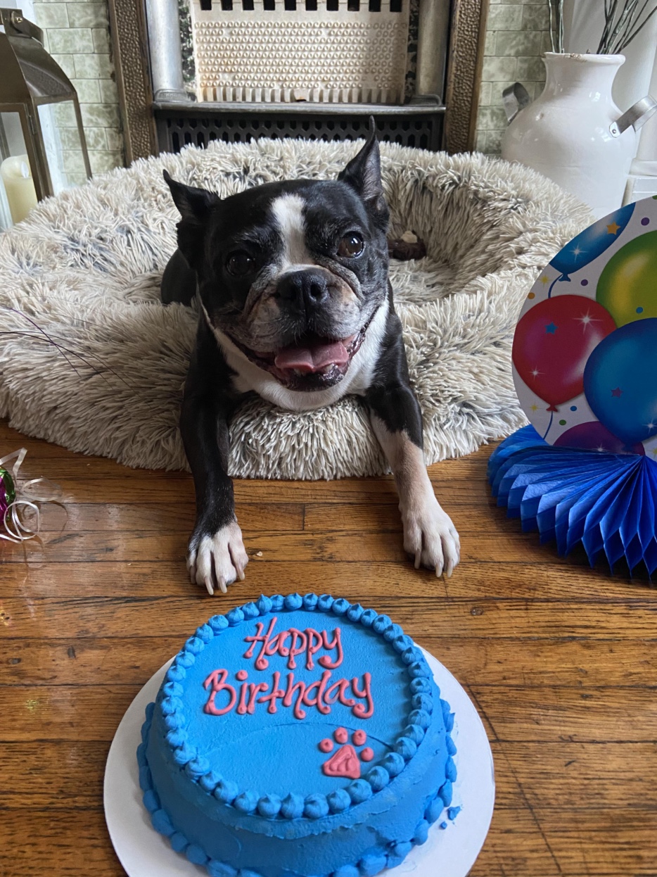 27 Dogs Who Can’t Believe It’s Their Birthday