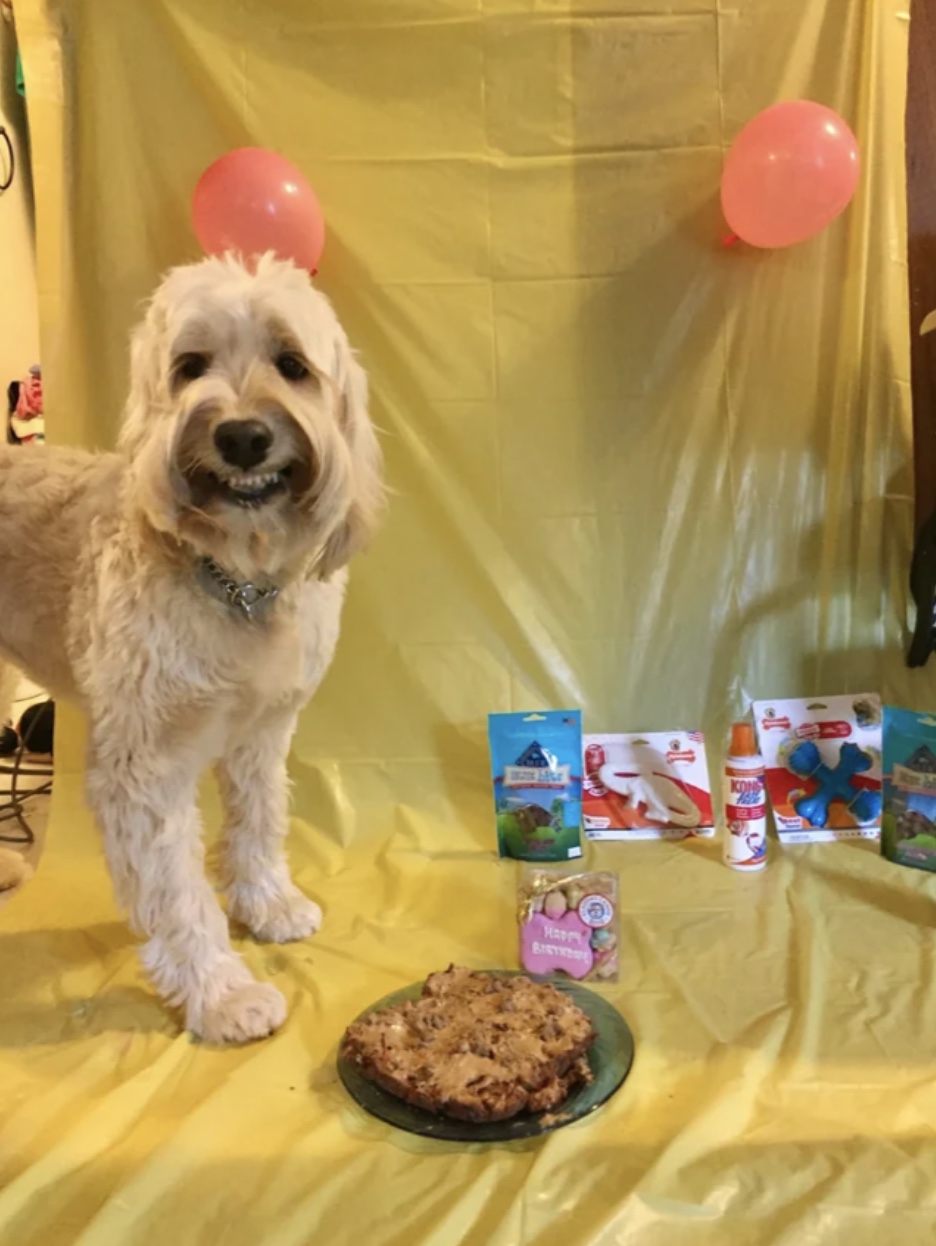 27 Dogs Who Can’t Believe It’s Their Birthday