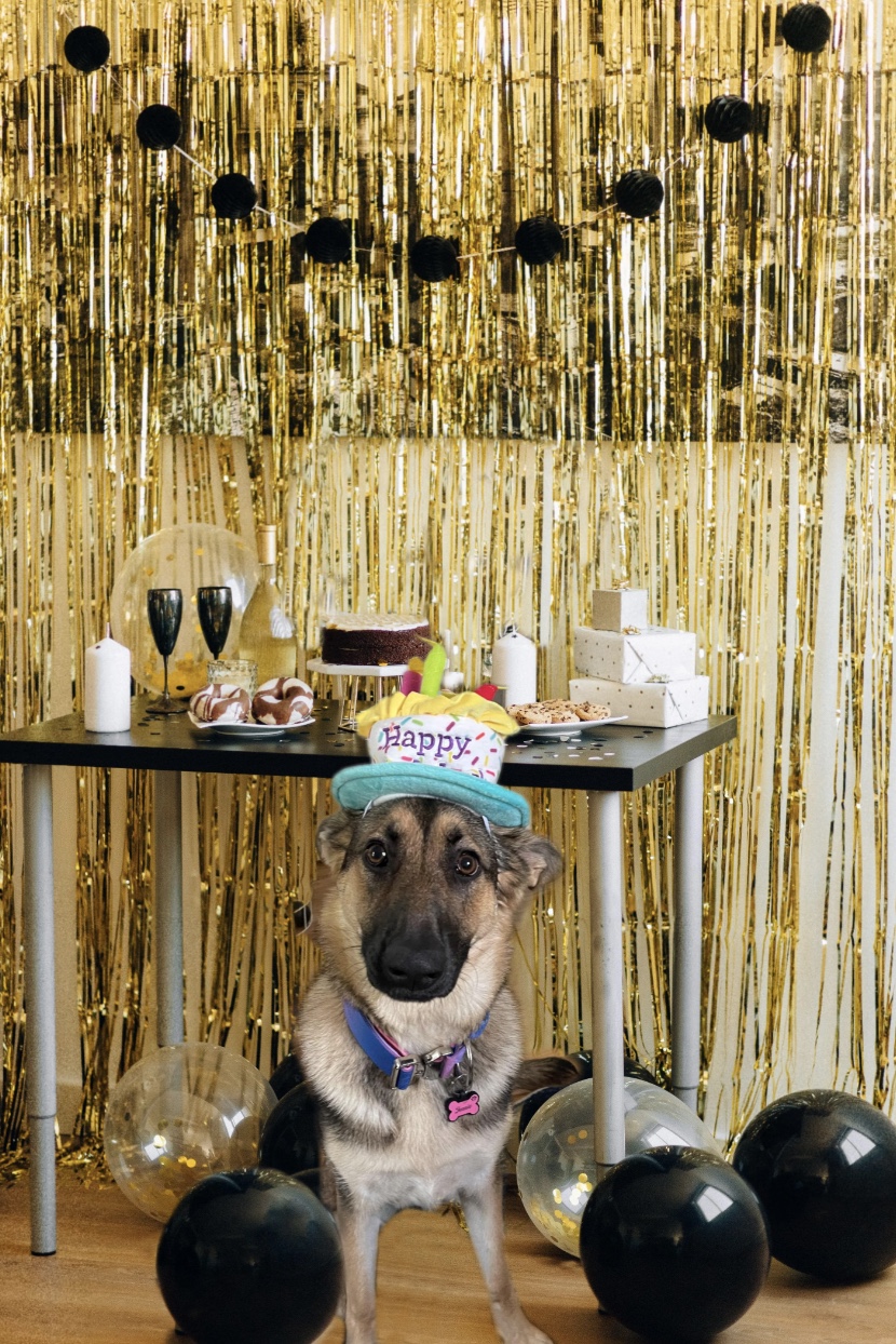 27 Dogs Who Can’t Believe It’s Their Birthday