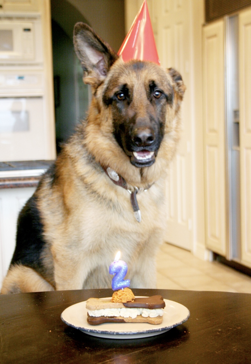 27 Dogs Who Can’t Believe It’s Their Birthday