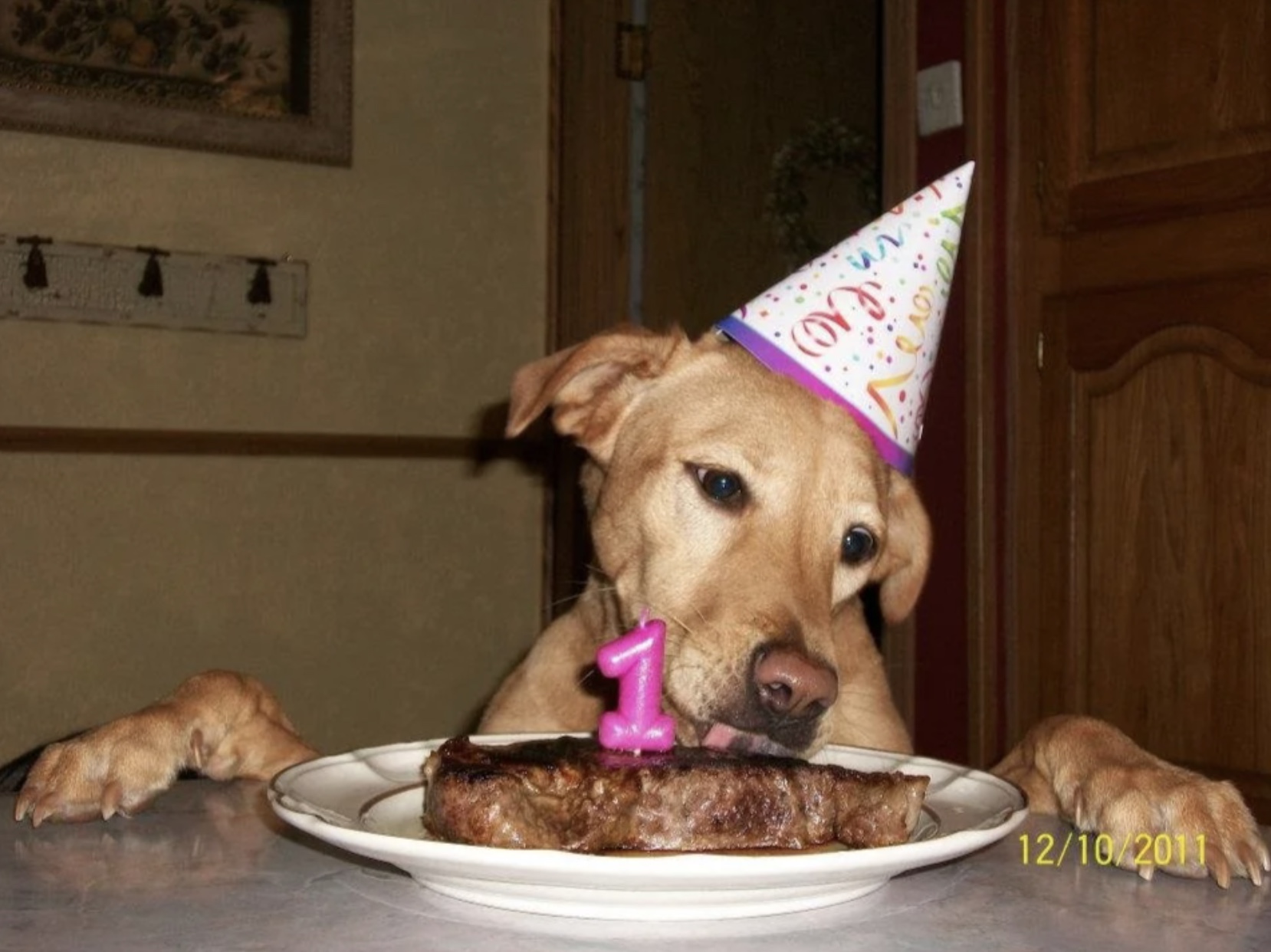 27 Dogs Who Can’t Believe It’s Their Birthday