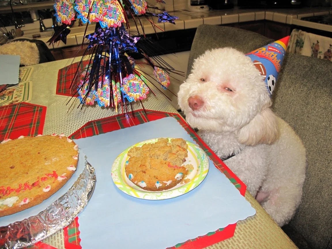 27 Dogs Who Can’t Believe It’s Their Birthday