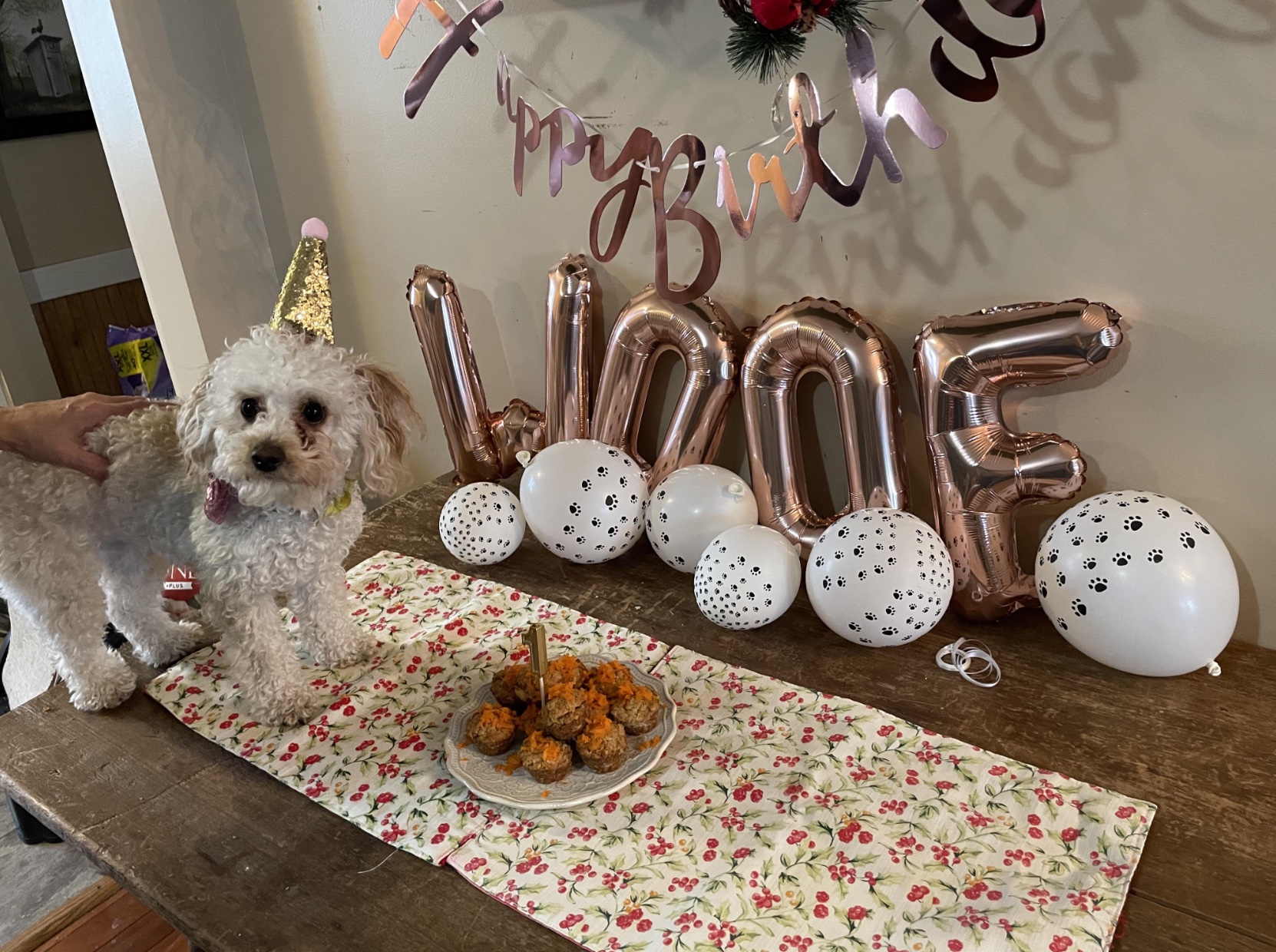 27 Dogs Who Can’t Believe It’s Their Birthday