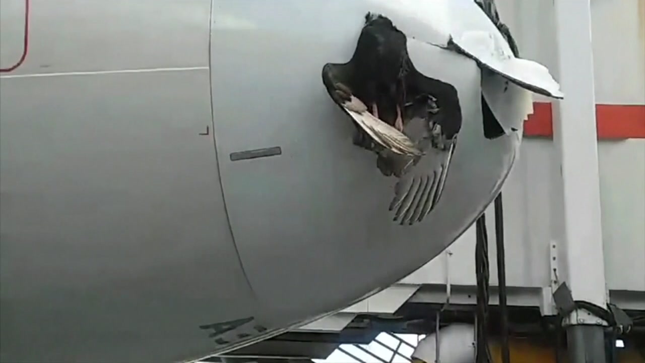 bird stuck in plane engine