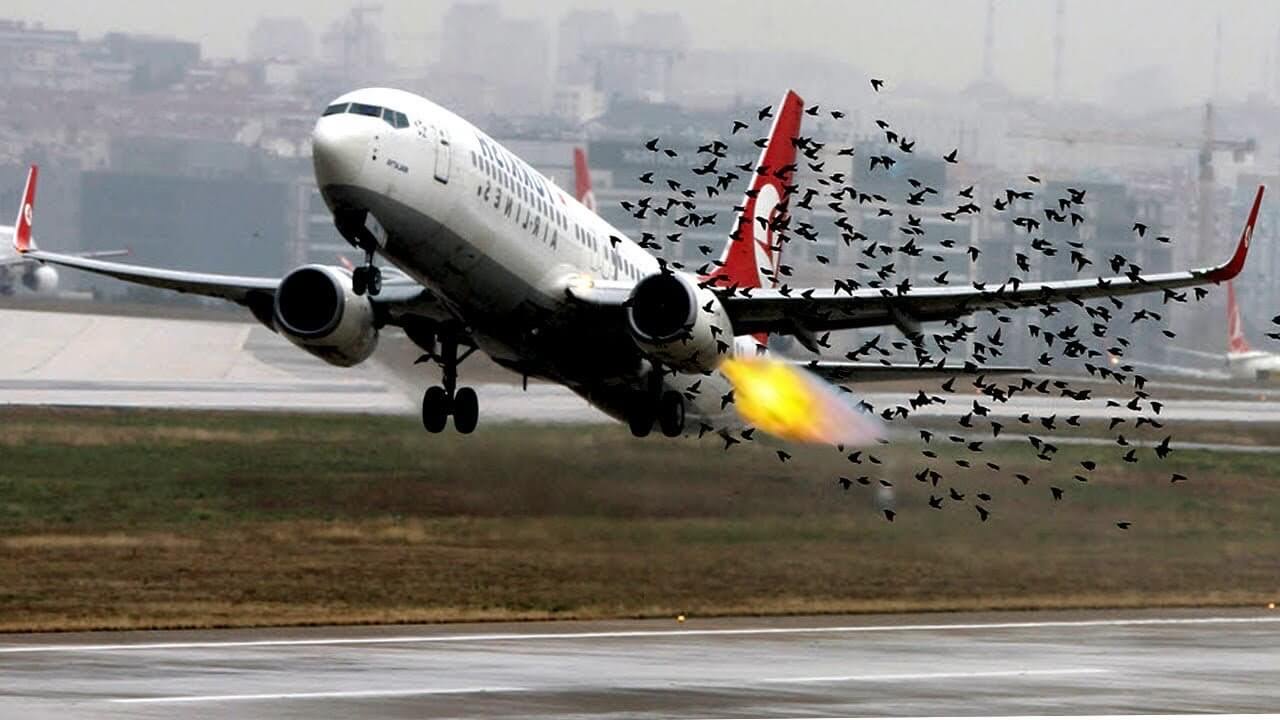 bird strike in aviation