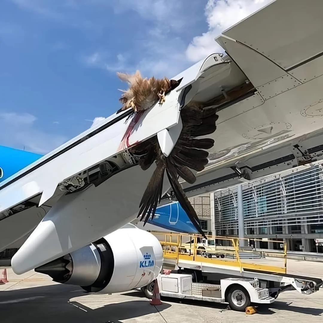 bird strike aviation - Klm