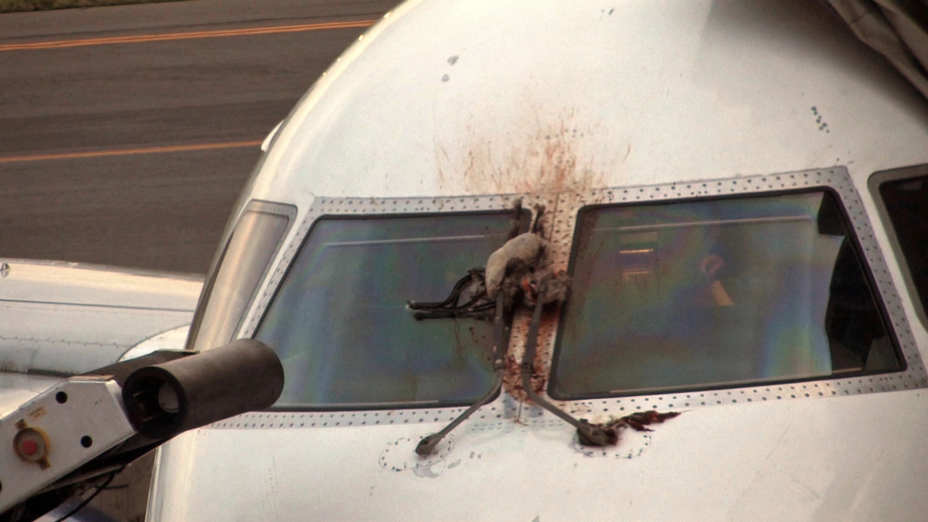 bird strike