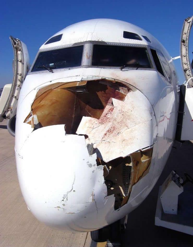 18 Bird Strike Pics That Are A BASH