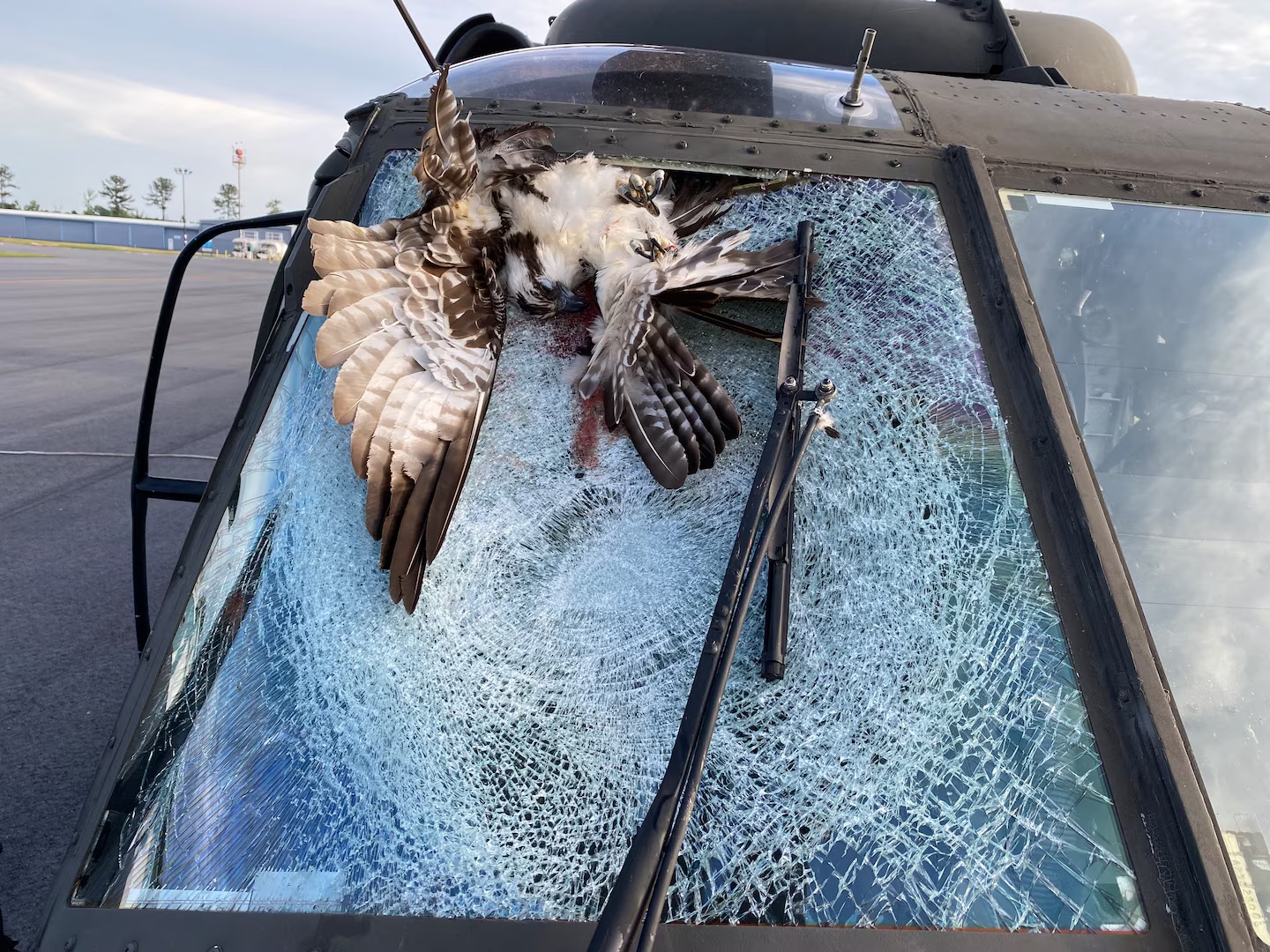 bird strike helicopter