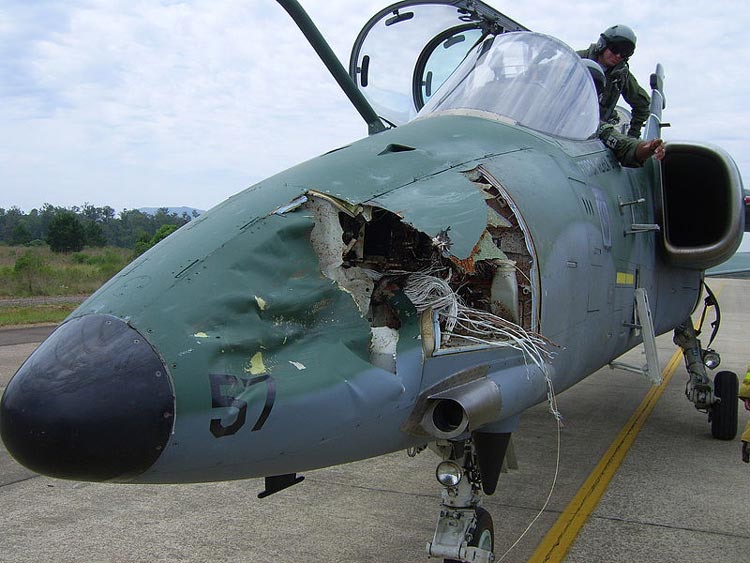 bird strike jet