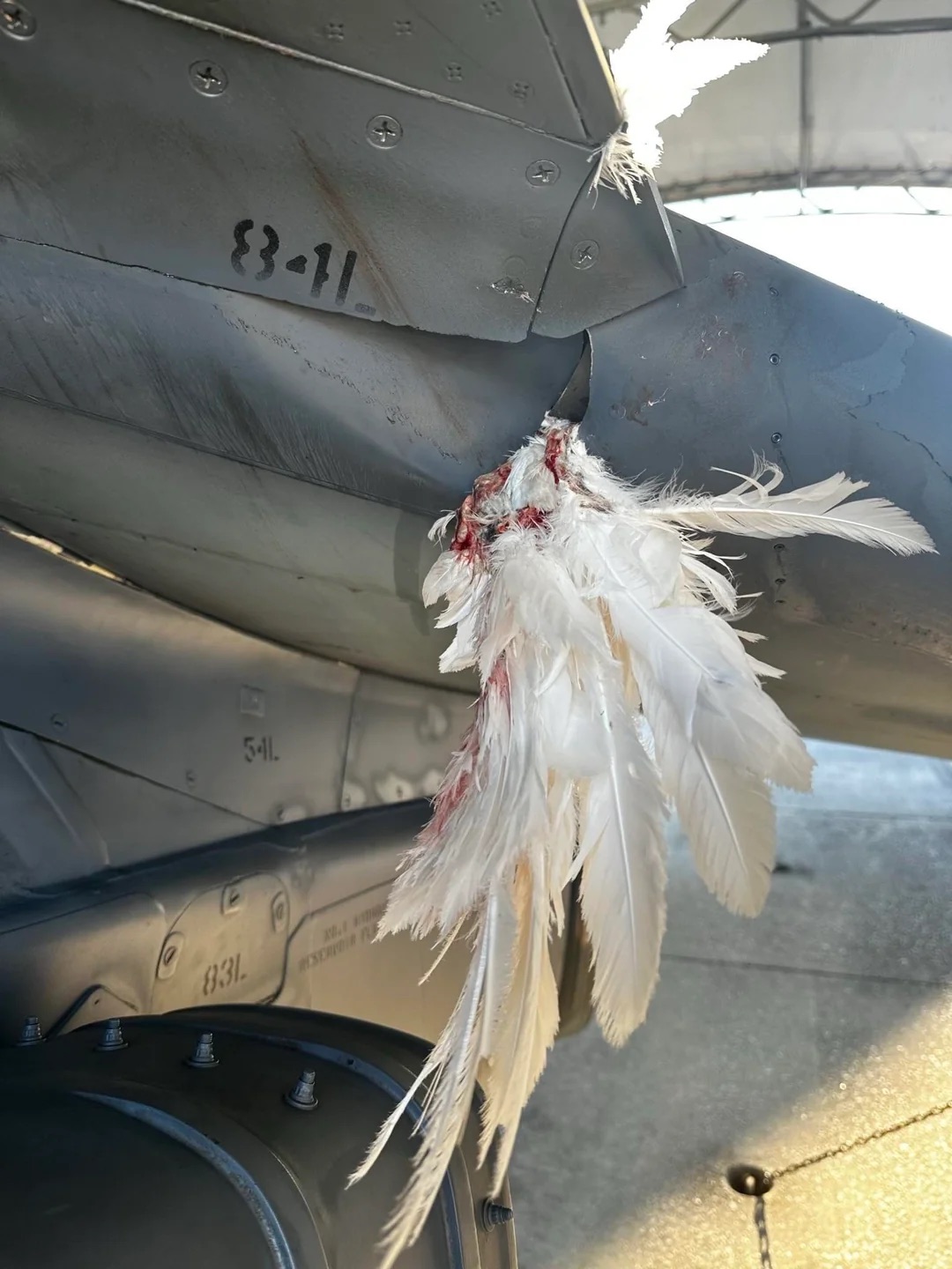 18 Bird Strike Pics That Are A BASH