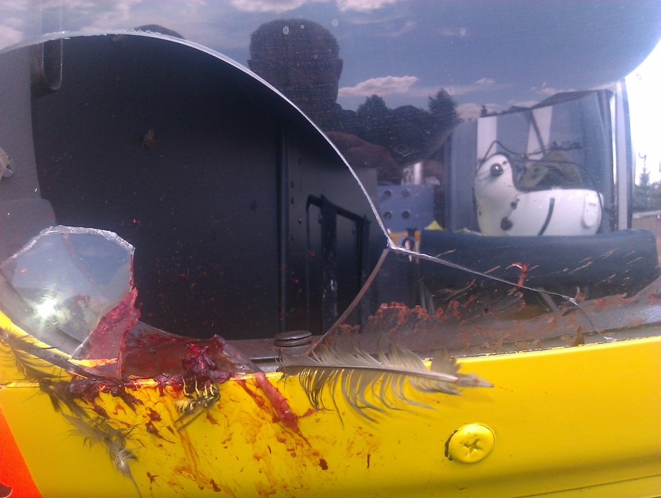 18 Bird Strike Pics That Are A BASH