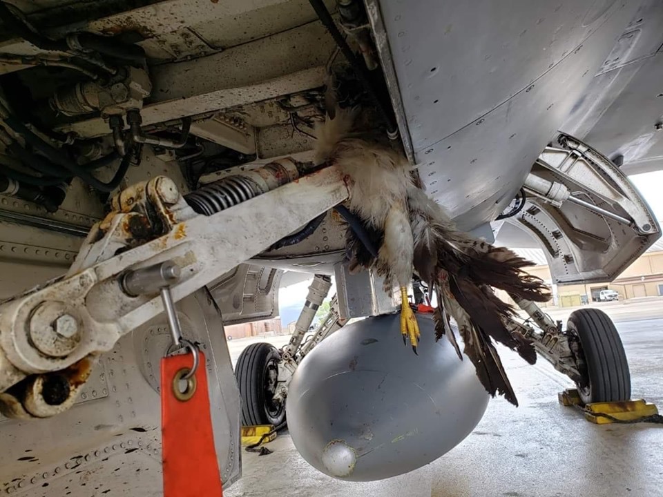 18 Bird Strike Pics That Are A BASH