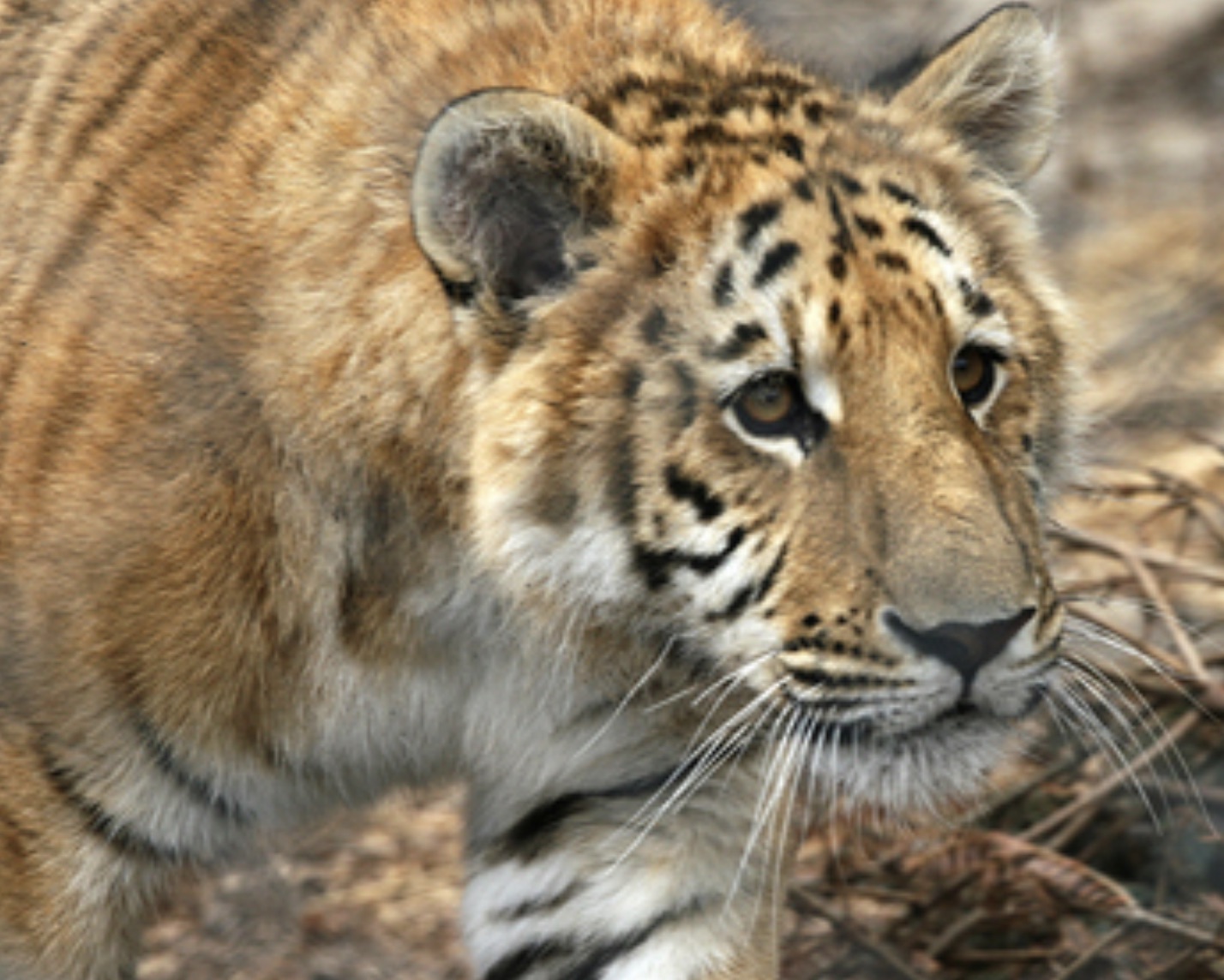 Tiliger Real-Life Hybrid Animals Linking Nature and Science | eBaum's World