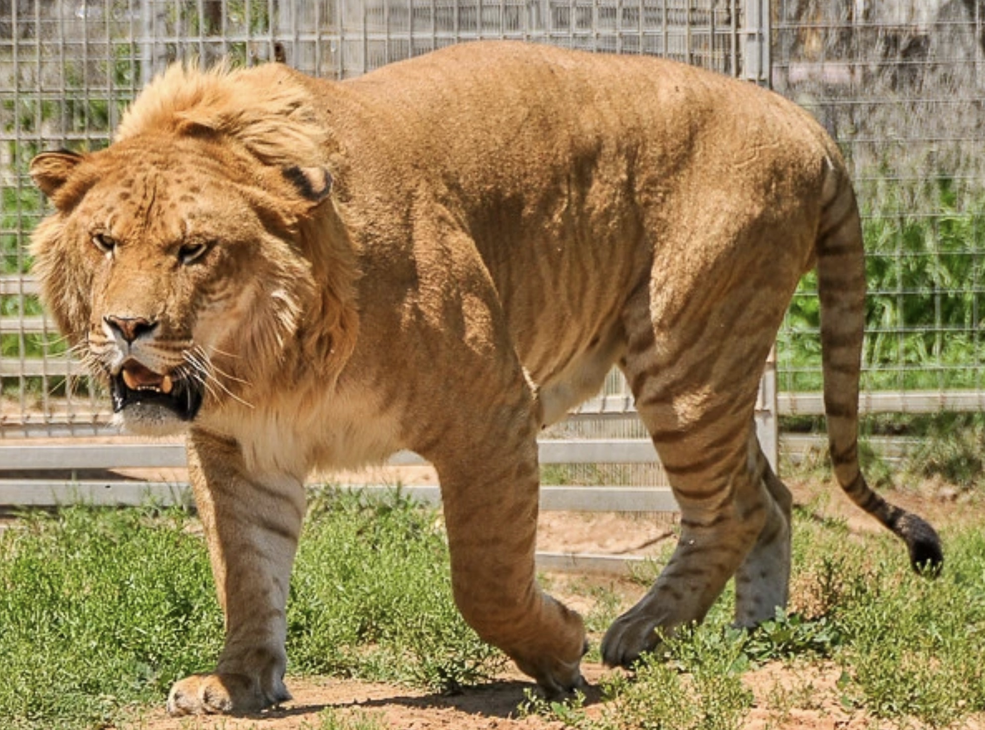 Liger Extinct Real-Life Hybrid Animals Linking Nature and Science | eBaum's World