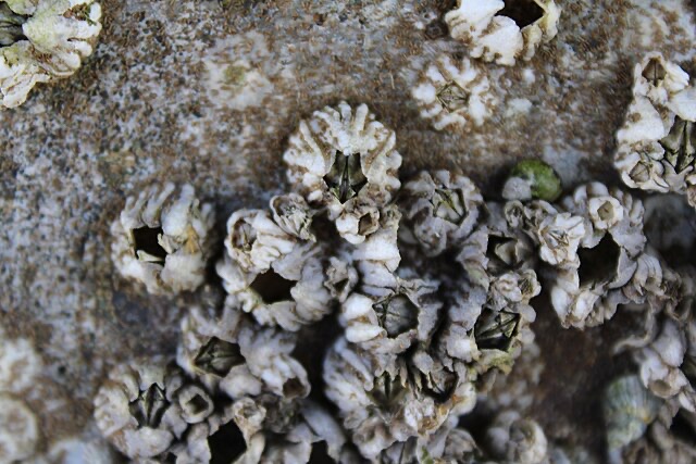 Barnacles