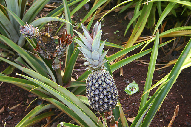 Pineapples